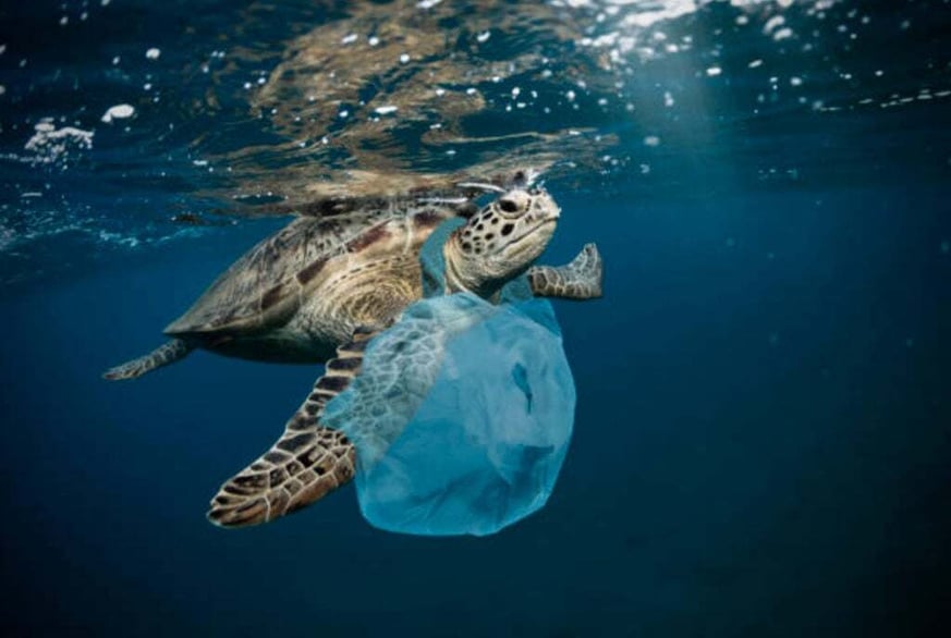 Say no to single-use plastic!