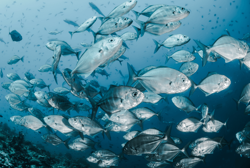 Mikroplastik bringt Schadstoffe in die Fische