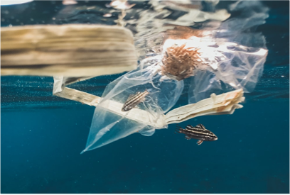 Pollution plastique: des océans à nos assiettes